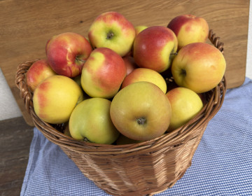 Elstar &Auml;pfel 