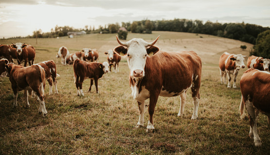 Unsere Tiere
