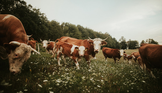 Unsere Tiere