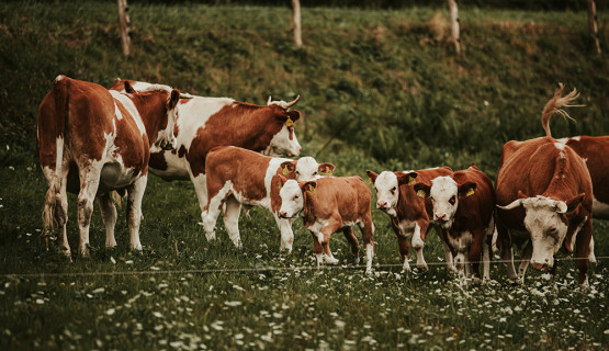 Unsere Tiere