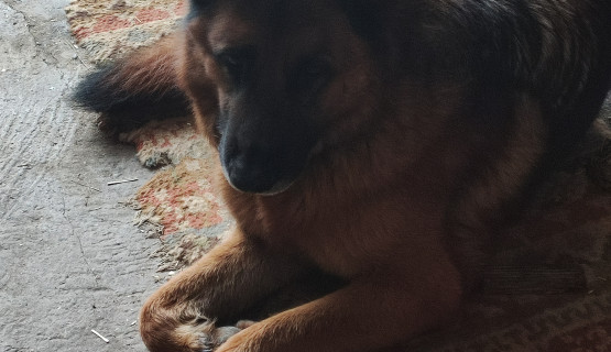Unsere Tiere