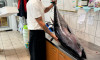 Frischer Thunfisch direkt aus dem Indischen Ozean
