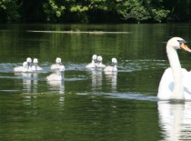 Gutschein f&uuml;r eine Taubergie&szlig;en Bootsfahrt