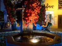 Chrysanthema bei Nacht