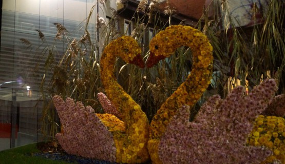 Chrysanthema