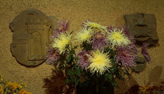 Chrysanthema