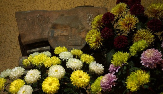 Chrysanthema