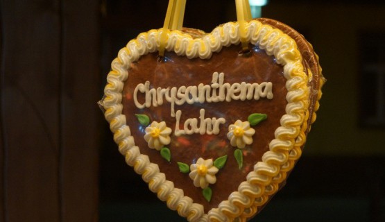 Chrysanthema