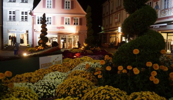 Chrysanthema