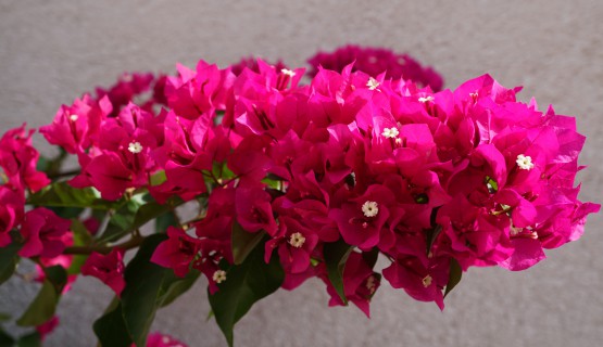 Bl&uuml;hende Bouganvillea im Hof