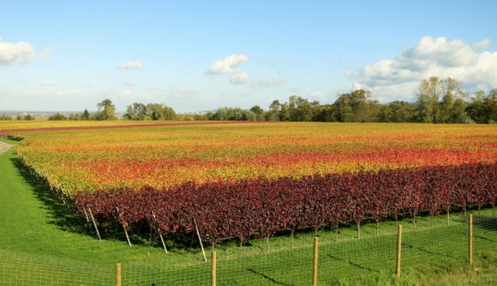 Reben im Herbstlaub