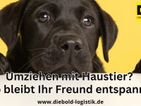 Tipps f&uuml;r den Umzug mit Haustieren: So bleibt Ihr tierischer Freund stressfrei