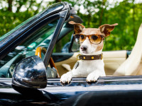 Pfingstferien-Special: Schnellkurs f&uuml;r deinen F&uuml;hrerschein
