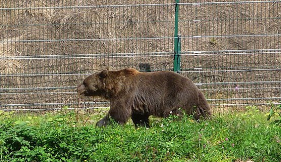 B&auml;renpark