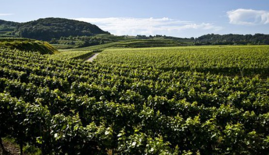 Der Kaiserstuhl