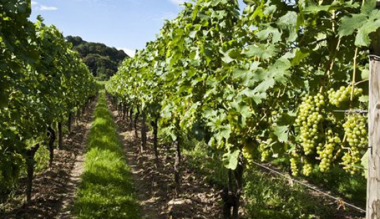 Der Kaiserstuhl