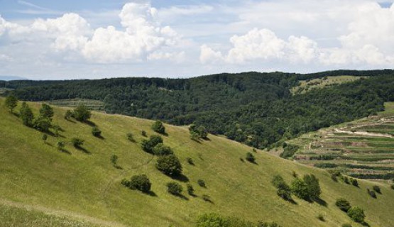 Der Kaiserstuhl