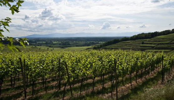 Der Kaiserstuhl