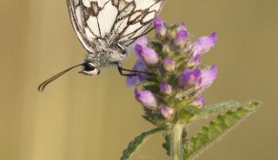 Naturoase Kaiserstuhl und Rheinauen
