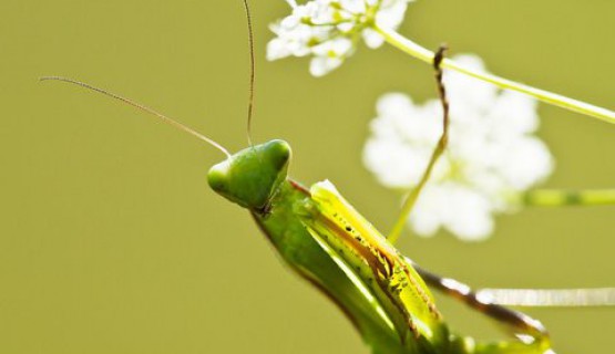 Naturoase Kaiserstuhl und Rheinauen