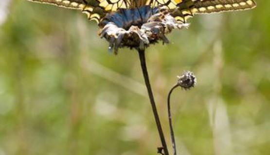 Naturoase Kaiserstuhl und Rheinauen