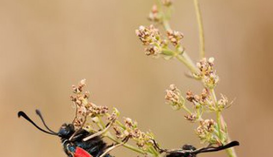 Naturoase Kaiserstuhl und Rheinauen