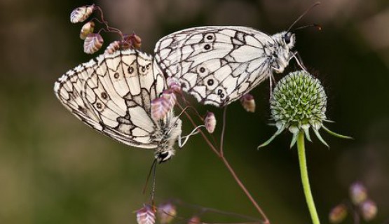 Naturoase Kaiserstuhl und Rheinauen