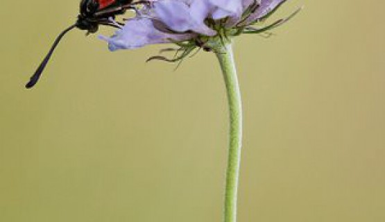 Naturoase Kaiserstuhl und Rheinauen