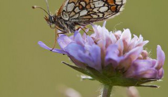 Naturoase Kaiserstuhl und Rheinauen
