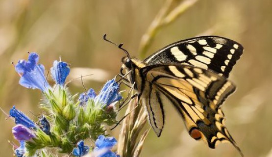 Naturoase Kaiserstuhl und Rheinauen