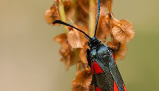 Naturoase Kaiserstuhl und Rheinauen