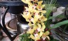 Blumengeschenke zum Muttertag
