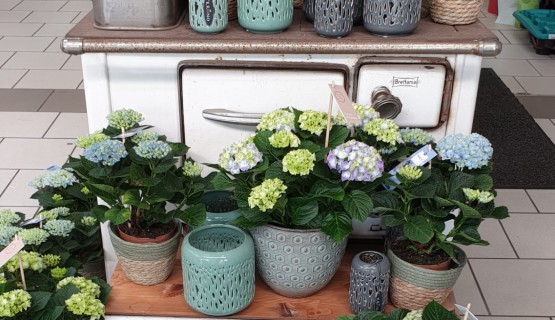 Blumengestecke zum Muttertag