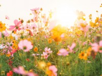 Ein Traum von Sommerfrische