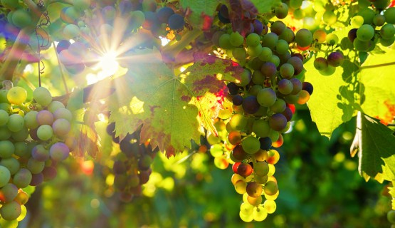 Weinbau