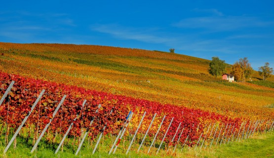 Weinbau