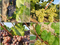 1. Lesetag: Cr&egrave;mant wei&szlig; und ros&egrave; (Sektgrundwein)