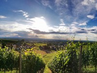 Offenburger Weinwandertag ist abgesagt &ndash; als Ersatz gibt es das Weinwanderpaket zum selbst erwandern