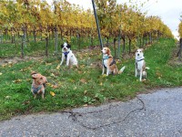  Hundebesitzer aufgepasst &ndash; tierisch guter Dienst in der Ortenau!