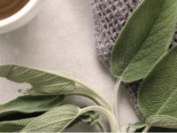 Workshop: Heilsame Wirkung durch Entgiftung