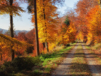 #RegioTipp: Entdecken Sie den Herbstzauber im Schwarzwald auf malerischen Wanderwegen