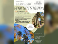 Raus aus dem Kopf, rein in den Wald &ndash; dein Achtsamkeits-Reset