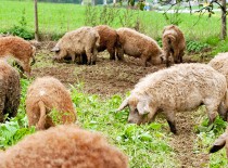 Mangalitza Wollschwein