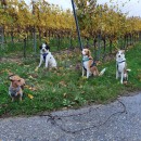 Die tierische Crew