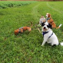 Die tierische Crew