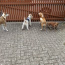 Die tierische Crew