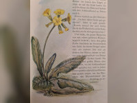 Es war einmal ... die Schl&uuml;sselblume