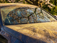 Pollen, Bl&uuml;tenstaub, Saharastaub: Warum Ihr Auto jetzt in die W&auml;sche muss