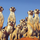 Pambara