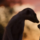 Pambara